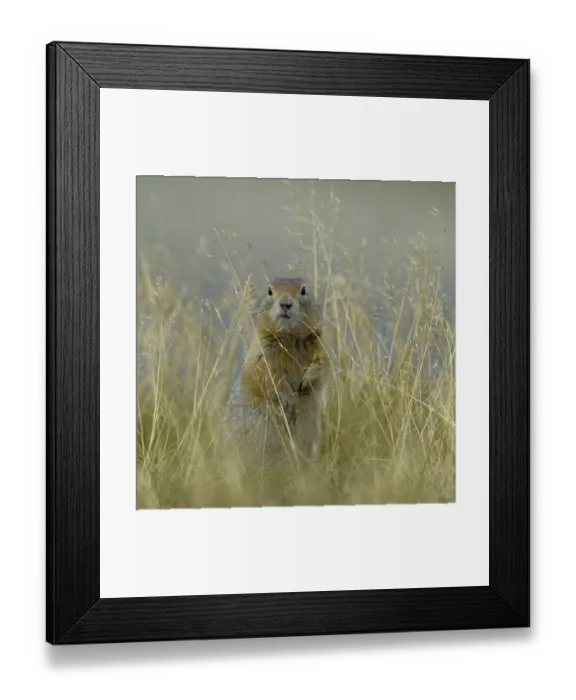 Framed Print : Arctic ground squirrel (Spermophilus parryii) Katmai National Park, Alaska, USA, August Framed Print : Arctic ground squirrel (Spermophilus parryii) Katmai National Park, Alaska, USA, August