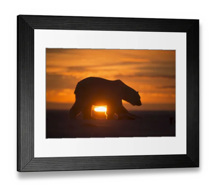 Framed Print : Polar bear (Ursus maritimus) silhouetted against setting sun, Bernard Spit, off the 1002 Area Framed Print : Polar bear (Ursus maritimus) silhouetted against setting sun, Bernard Spit, off the 1002 Area