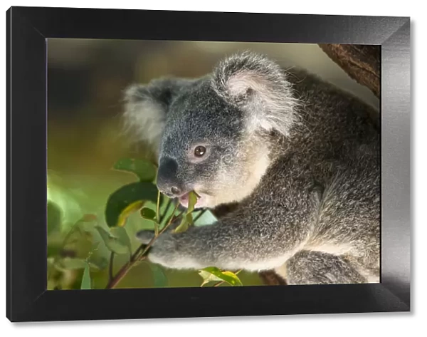 Koala (Phascolarctos cinereus) feeding on leaves, Queensland, Australia, captive