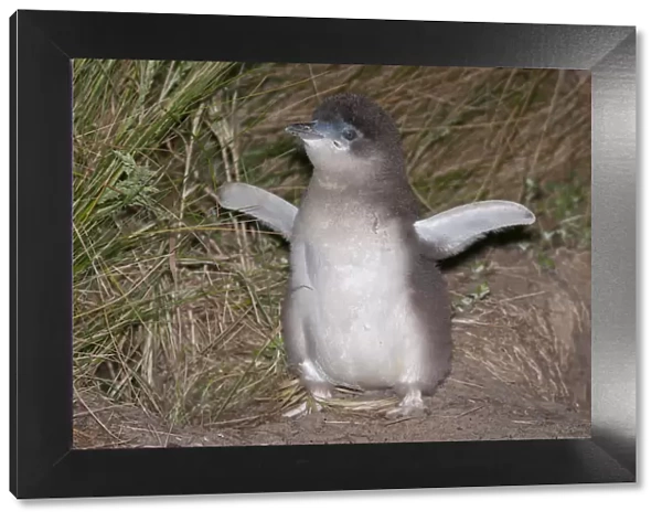 Little blue  /  fairy penguin (Eudyptula minor) almost fully feathered chick outside nesting burrow