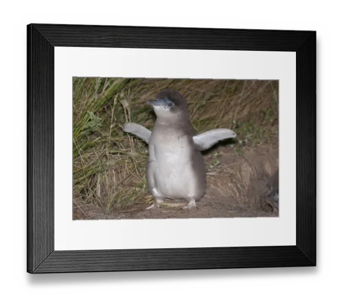 Framed Print : Little blue / fairy penguin (Eudyptula minor) almost fully feathered chick outside nesting burrow Framed Print : Little blue / fairy penguin (Eudyptula minor) almost fully feathered chick outside nesting burrow