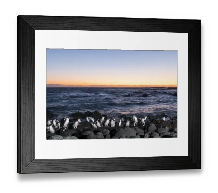Framed Print : Little blue / fairy penguin (Eudyptula minor) coming ashore to breeding area after dusk Framed Print : Little blue / fairy penguin (Eudyptula minor) coming ashore to breeding area after dusk