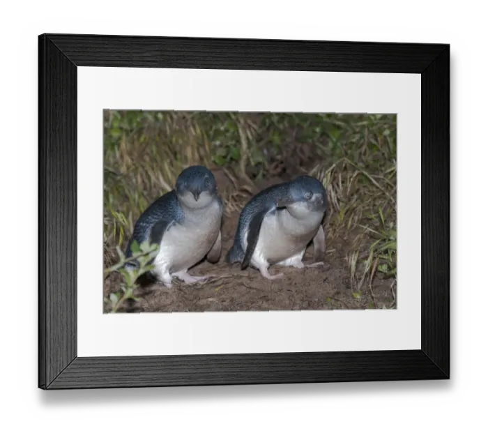 Framed Print : Little blue  /  fairy penguin (Eudyptula minor) pair courting near nesting burrow, Neck Game Reserve