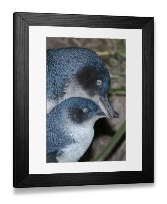 Framed Print : Little blue / fairy penguin (Eudyptula minor) pair courting near nesting burrow, Neck Game Reserve Framed Print : Little blue / fairy penguin (Eudyptula minor) pair courting near nesting burrow, Neck Game Reserve