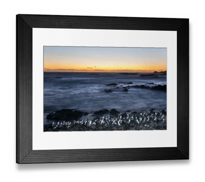 Framed Print : Little blue penguin (Eudyptula minor) group coming ashore after dusk, Phillip Island Nature Park Framed Print : Little blue penguin (Eudyptula minor) group coming ashore after dusk, Phillip Island Nature Park