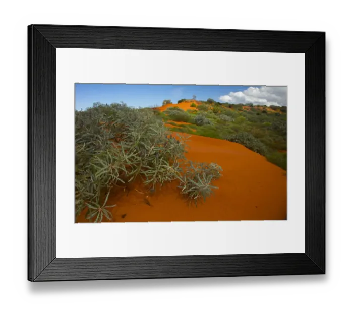 Framed Print : Red sand desert, with Spinifex grass (Spinifex longifolius) and other vegetation growing after rain Framed Print : Red sand desert, with Spinifex grass (Spinifex longifolius) and other vegetation growing after rain