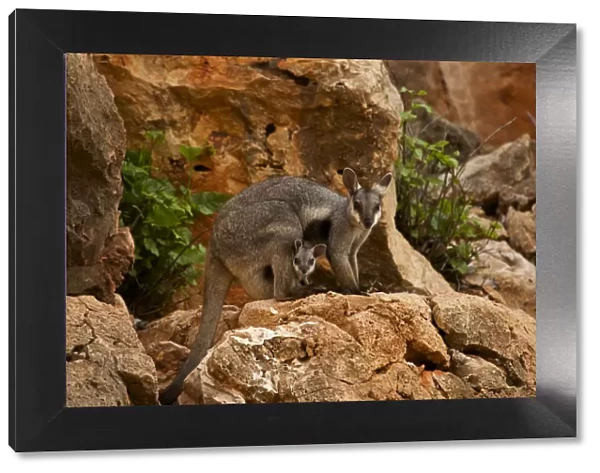 Black-footed rock wallaby (Petrogale lateralis) with young in pouch, Cape range National Park