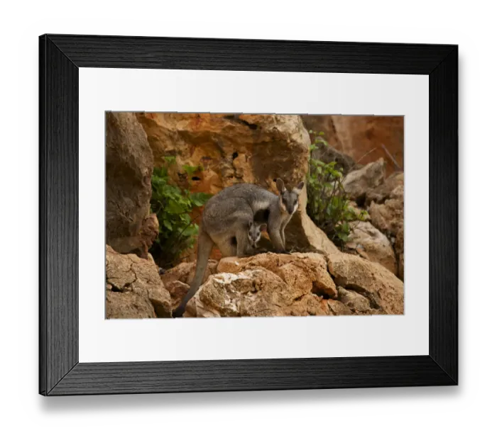 Framed Print : Black-footed rock wallaby (Petrogale lateralis) with young in pouch, Cape range National Park Framed Print : Black-footed rock wallaby (Petrogale lateralis) with young in pouch, Cape range National Park