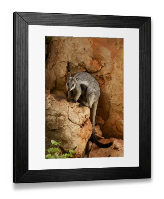 Framed Print : Black-footed rock wallaby (Petrogale lateralis), Cape range National Park, Exmouth Framed Print : Black-footed rock wallaby (Petrogale lateralis), Cape range National Park, Exmouth