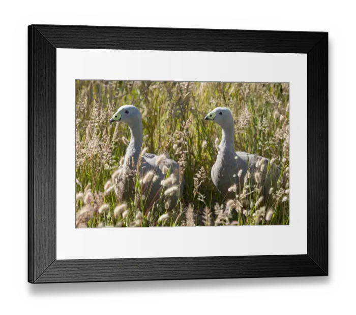 Framed Print : Cape Barren goose (Cereopsis novaehollandiae) in grass, Phillip Island Nature Park Framed Print : Cape Barren goose (Cereopsis novaehollandiae) in grass, Phillip Island Nature Park