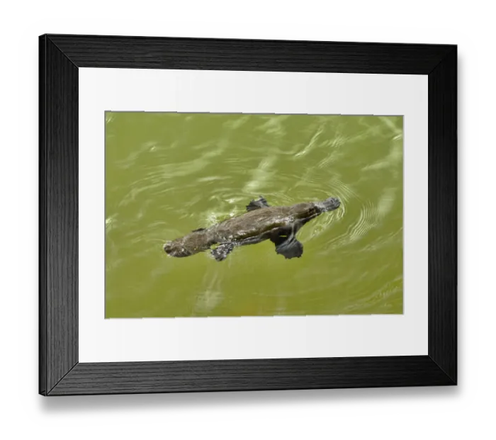 Framed Print : Platypus (Ornithorhynchus anatinus) swimming in lake, Tasmania, Australia Framed Print : Platypus (Ornithorhynchus anatinus) swimming in lake, Tasmania, Australia