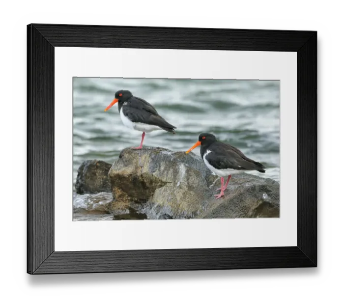 Framed Print : Pied oystercatcher (Haematopus longirostris) two on coast, Tasmania, Australia Framed Print : Pied oystercatcher (Haematopus longirostris) two on coast, Tasmania, Australia
