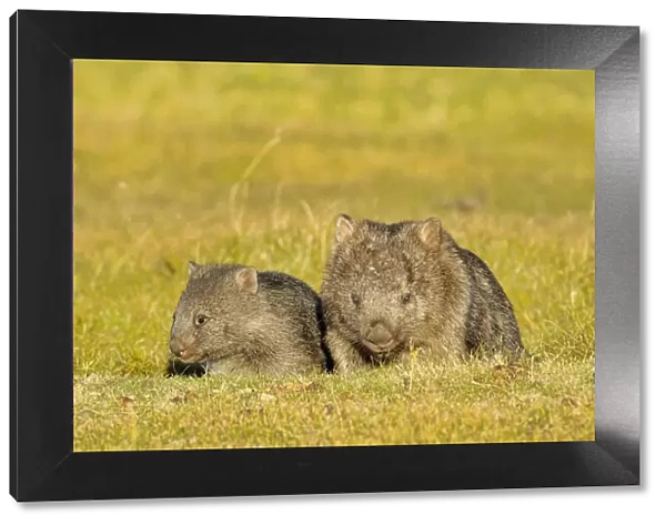 Common wombat (Vombatus ursinus) mother and joey, Tasmania, Australia