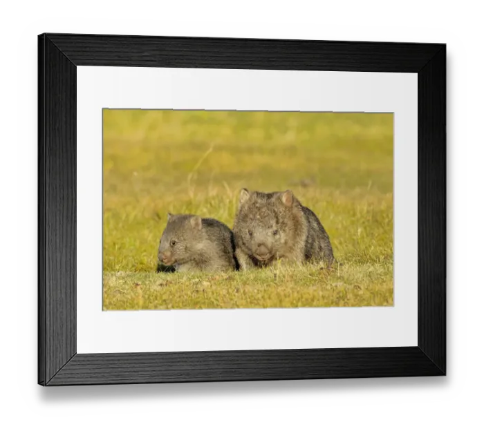 Framed Print : Common wombat (Vombatus ursinus) mother and joey, Tasmania, Australia Framed Print : Common wombat (Vombatus ursinus) mother and joey, Tasmania, Australia