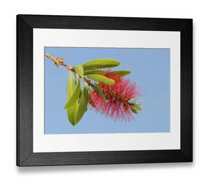 Framed Print : Crimson / Lemon bottlebrush flower (Malaleuca / Callistemon citrinus), an introduced Framed Print : Crimson / Lemon bottlebrush flower (Malaleuca / Callistemon citrinus), an introduced