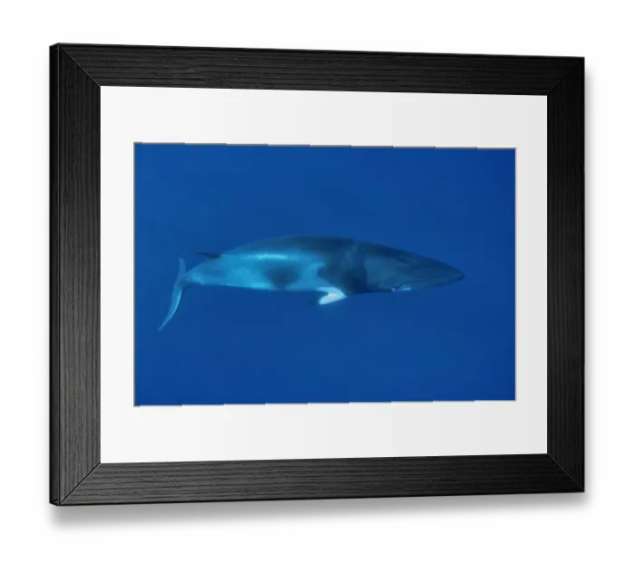 Framed Print : Dwarf Minke whale (Balaenoptera acutorostrata) Great Barrier Reef, Australia. Coral Sea Framed Print : Dwarf Minke whale (Balaenoptera acutorostrata) Great Barrier Reef, Australia. Coral Sea