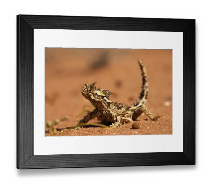 Framed Print : Thorny dragon (Moloch horridus) in desert habitat, Australia Framed Print : Thorny dragon (Moloch horridus) in desert habitat, Australia