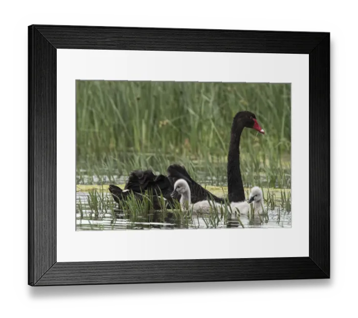 Framed Print : Black swan (Cygnus atratus) female feeding and escorting cygnets. Werribee Sewerage Park Framed Print : Black swan (Cygnus atratus) female feeding and escorting cygnets. Werribee Sewerage Park