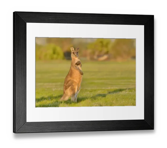 Framed Print : Forester kangaroo (Macropus giganteus) adult male, Tasmania, Australia Framed Print : Forester kangaroo (Macropus giganteus) adult male, Tasmania, Australia