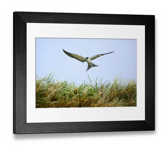 Framed Print : Sooty Tern (Sterna fuscata) in flight, Blinky Beach, Lord Howe island, Lord Howe Framed Print : Sooty Tern (Sterna fuscata) in flight, Blinky Beach, Lord Howe island, Lord Howe