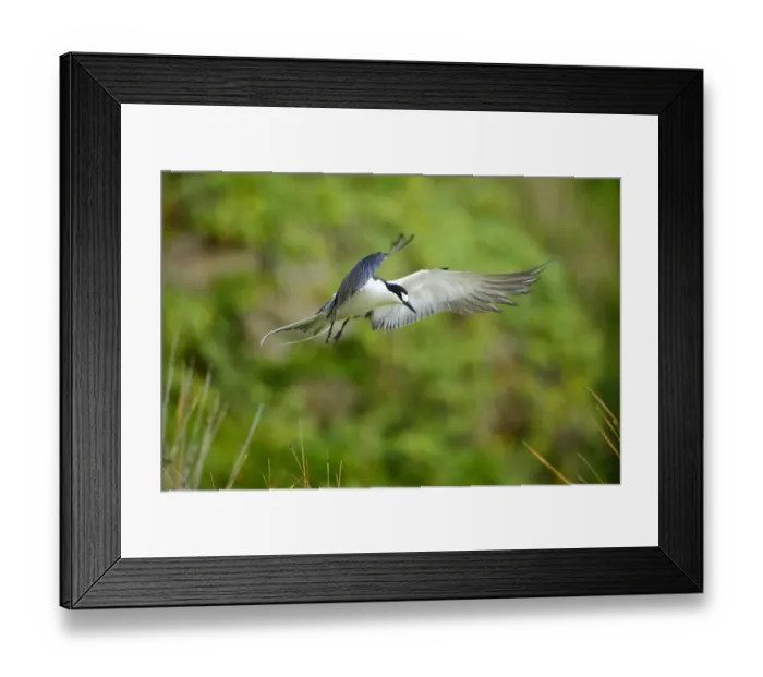 Framed Print : Sooty Tern (Sterna fuscata) in flight, Neds Beach, Lord Howe island, Lord Howe Island Framed Print : Sooty Tern (Sterna fuscata) in flight, Neds Beach, Lord Howe island, Lord Howe Island