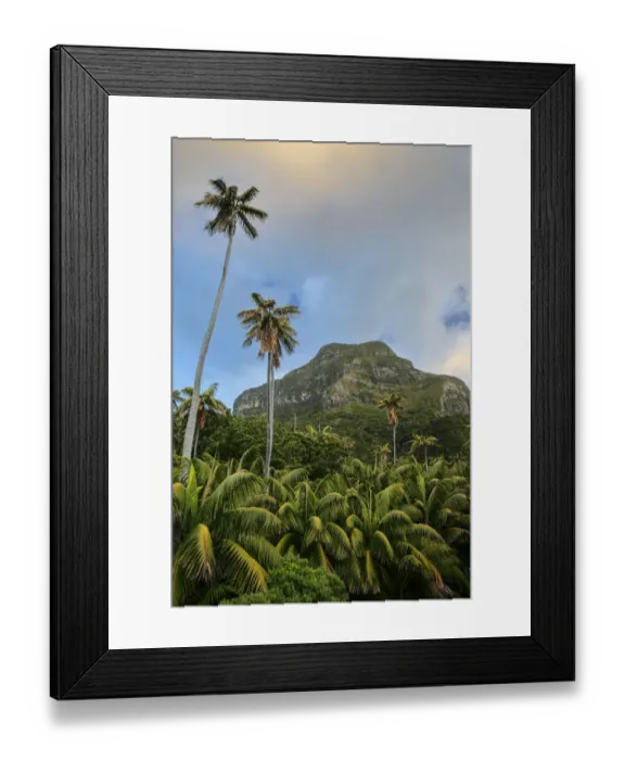 Framed Print : Mount Lidgbird (777 m) and Kentia palms (Howea forsteriana) with two tall Curly palm trees Framed Print : Mount Lidgbird (777 m) and Kentia palms (Howea forsteriana) with two tall Curly palm trees
