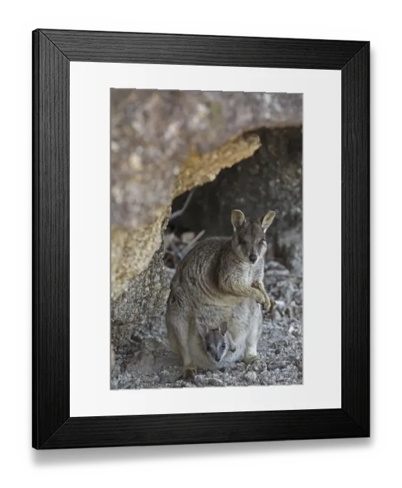 Framed Print : Mareeba rock wallaby (Petrogale marreba) with baby, Queensland, Australia Framed Print : Mareeba rock wallaby (Petrogale marreba) with baby, Queensland, Australia