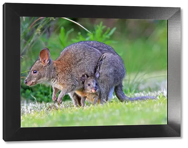 Red-necked pademelon (Thylogale thetis), female and baby, Queensland, Australia