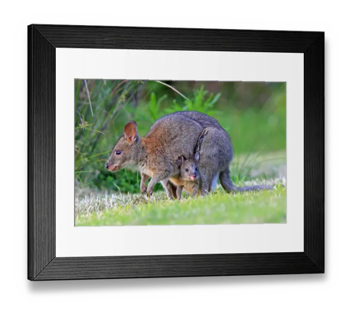 Framed Print : Red-necked pademelon (Thylogale thetis), female and baby, Queensland, Australia Framed Print : Red-necked pademelon (Thylogale thetis), female and baby, Queensland, Australia