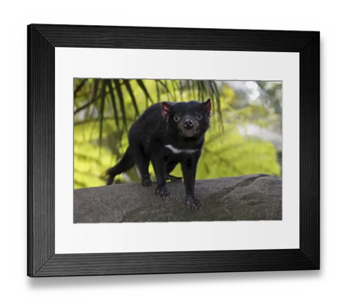 Framed Print : Tasmanian devil (Sarcophilus harrisii), standing on rock, captive, Queensland, Australia Framed Print : Tasmanian devil (Sarcophilus harrisii), standing on rock, captive, Queensland, Australia
