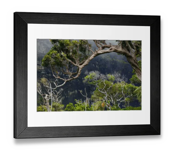 Framed Print : Forest with mist on the slopes of Mount Lidgbird Framed Print : Forest with mist on the slopes of Mount Lidgbird