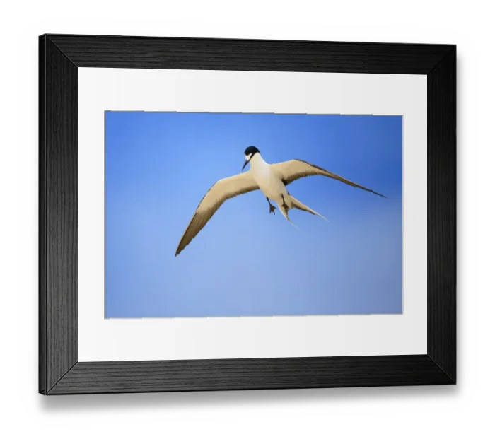 Framed Print : Sooty Tern (Sterna fuscata) in flight, Blinky Beach, Lord Howe island, Lord Howe Framed Print : Sooty Tern (Sterna fuscata) in flight, Blinky Beach, Lord Howe island, Lord Howe