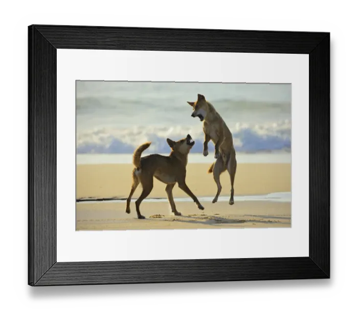 Framed Print : Dingo (Canis lupus dingo) fighting on a beach. Fraser Island UNESCO World Heritage Site Framed Print : Dingo (Canis lupus dingo) fighting on a beach. Fraser Island UNESCO World Heritage Site