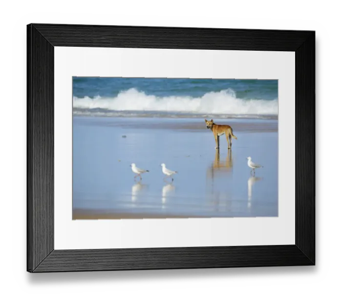 Framed Print : Dingo (Canis lupus dingo) with Silver Gull (Larus navaehollandiae) on beach, Fraser Framed Print : Dingo (Canis lupus dingo) with Silver Gull (Larus navaehollandiae) on beach, Fraser