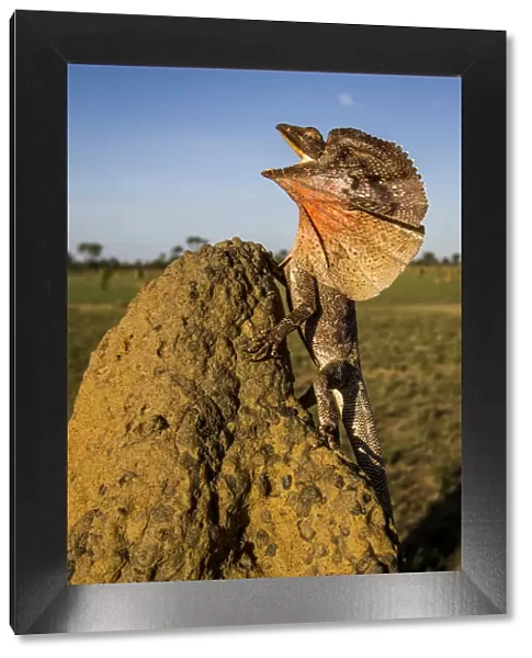 Frill-neck Lizard (Chlamydosaurus kingii), displays on a termite mound. Northern Territory