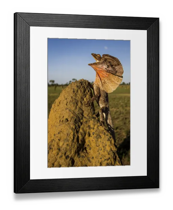 Framed Print : Frill-neck Lizard (Chlamydosaurus kingii), displays on a termite mound. Northern Territory Framed Print : Frill-neck Lizard (Chlamydosaurus kingii), displays on a termite mound. Northern Territory