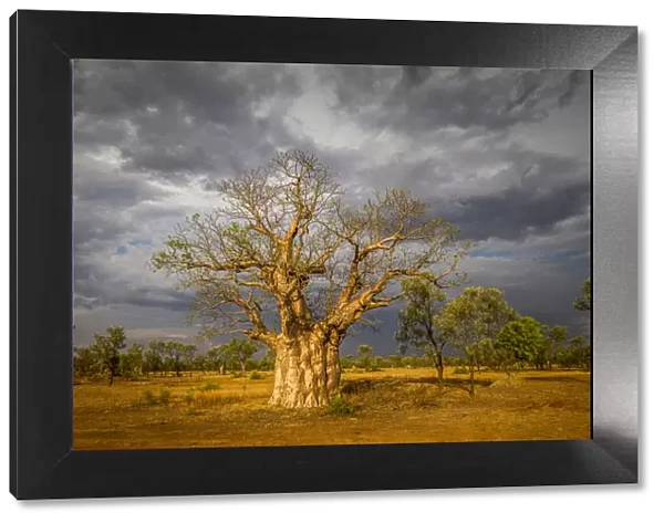 Boab or Australian Baobab tree (Adansonia gregorii), Western Australia