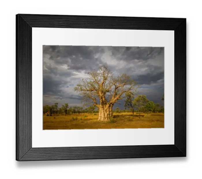 Framed Print : Boab or Australian Baobab tree (Adansonia gregorii), Western Australia