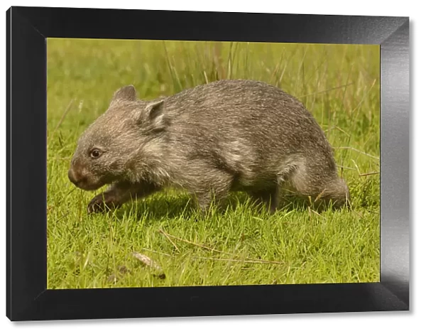 Common wombat (Vombatus ursinus) Tasmania, Australia
