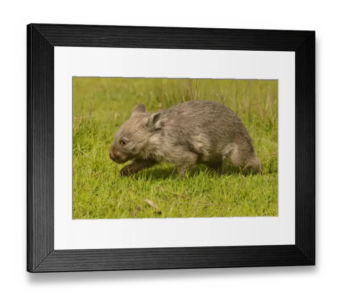 Framed Print : Common wombat (Vombatus ursinus) Tasmania, Australia Framed Print : Common wombat (Vombatus ursinus) Tasmania, Australia