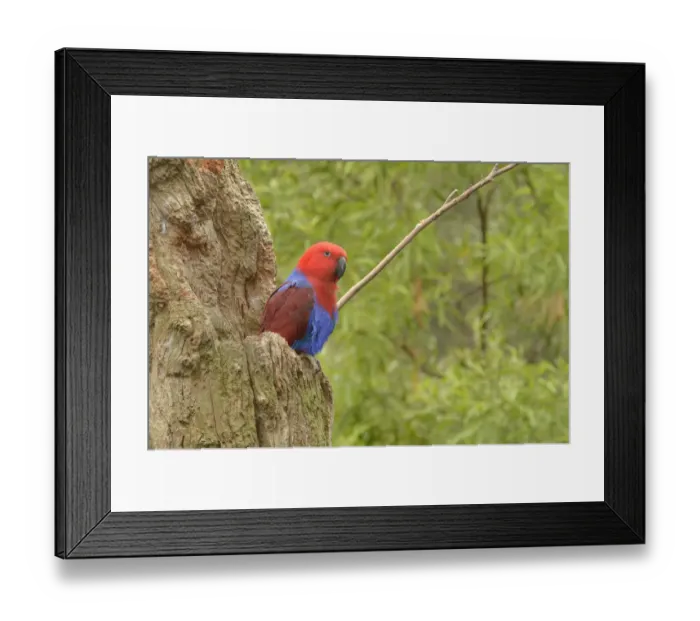 Framed Print : Eclectus parrot (Eclectus roratus) female at nest hollow, captive Framed Print : Eclectus parrot (Eclectus roratus) female at nest hollow, captive