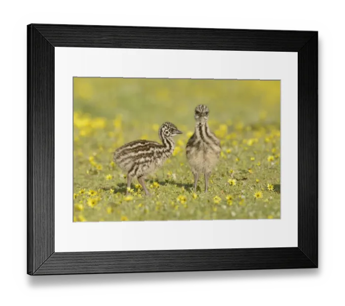 Framed Print : Emu (Dromaius novaehollandiae) chicks among flowers, Victoria, Australia Framed Print : Emu (Dromaius novaehollandiae) chicks among flowers, Victoria, Australia