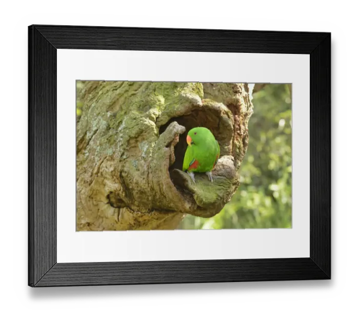 Framed Print : Eclectus parrot (Eclectus roratus) male at nest hole, captive Framed Print : Eclectus parrot (Eclectus roratus) male at nest hole, captive
