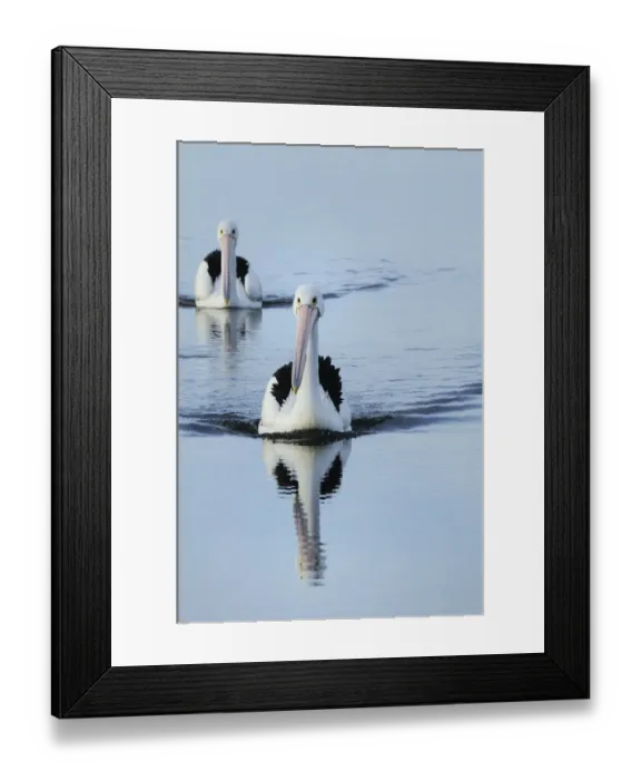 Framed Print : Australian pelicans (Pelecanus conspicillatus) on the water, Kangaroo Island, South Australia Framed Print : Australian pelicans (Pelecanus conspicillatus) on the water, Kangaroo Island, South Australia