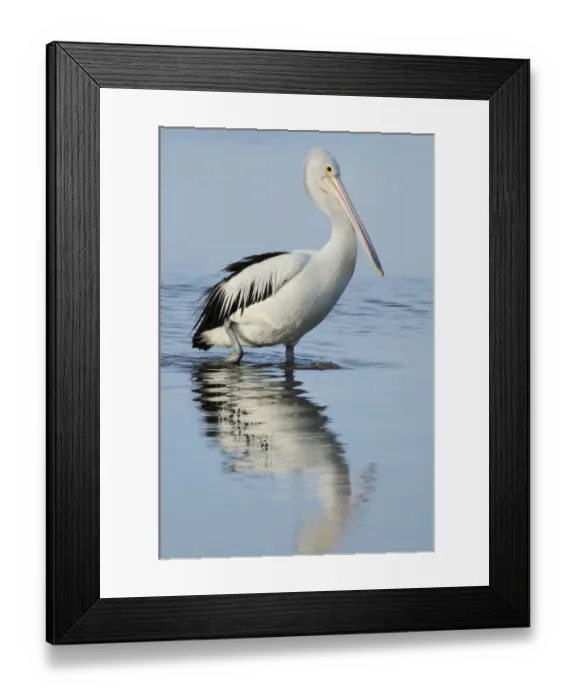 Framed Print : Australian pelican (Pelecanus conspicillatus), Kangaroo Island, South Australia Framed Print : Australian pelican (Pelecanus conspicillatus), Kangaroo Island, South Australia