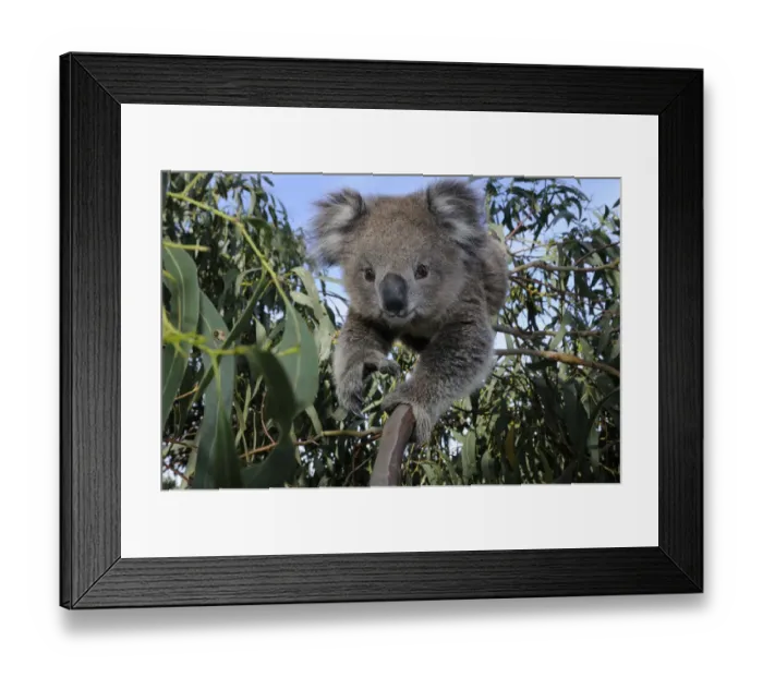 Framed Print : Koala (Phascolarctos cinereus) juvenile in tree, Otway National Park, Victoria, Australia