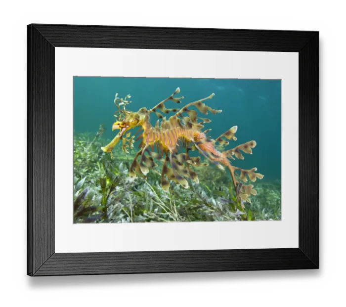 Framed Print : A male Leafy Seadragon (Phycodurus eques) carries a new batch of eggs on his tail Framed Print : A male Leafy Seadragon (Phycodurus eques) carries a new batch of eggs on his tail