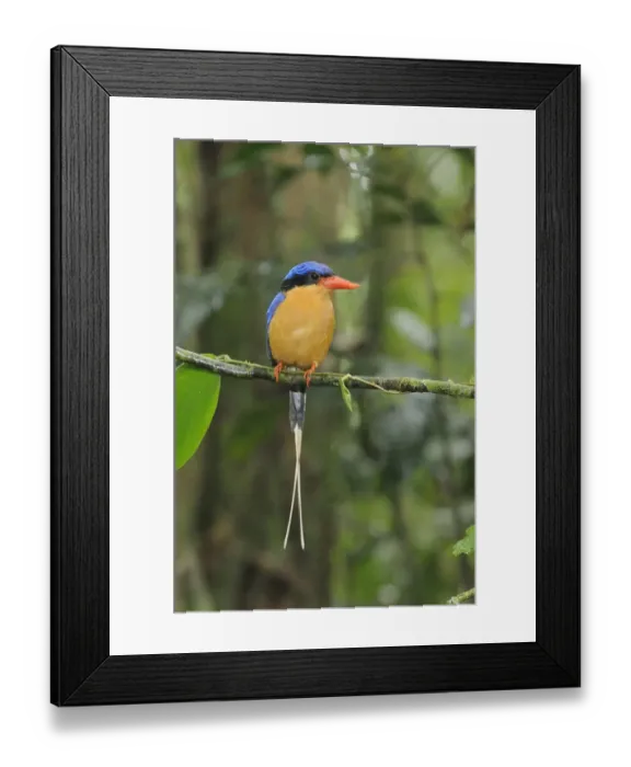 Framed Print : Buff breasted kingfisher / White tailed kingfisher (Tanysiptera sylvia) male, North Queensland Framed Print : Buff breasted kingfisher / White tailed kingfisher (Tanysiptera sylvia) male, North Queensland