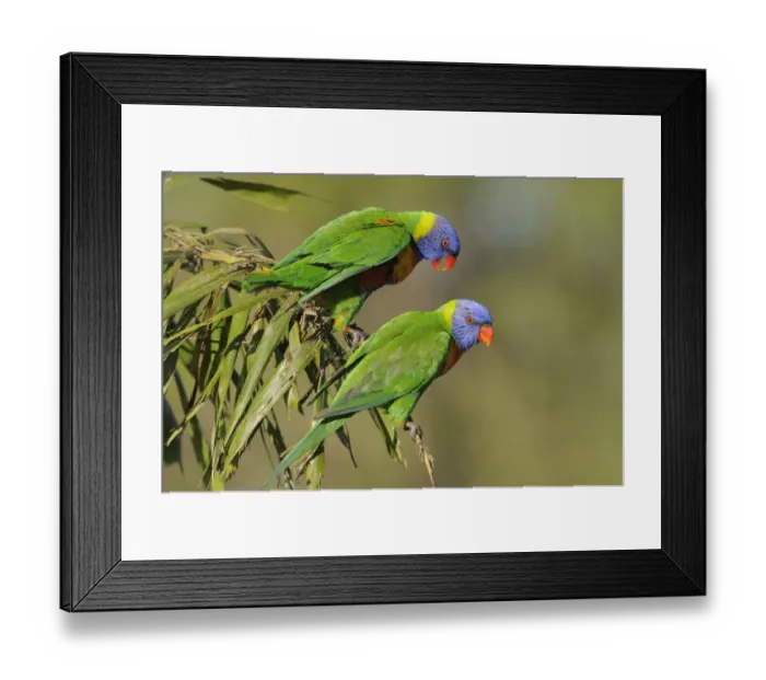 Framed Print : Rainbow lorikeets (Trichoglossus haematodus) Queensland, Australia Framed Print : Rainbow lorikeets (Trichoglossus haematodus) Queensland, Australia