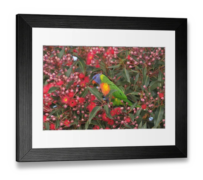 Framed Print : Rainbow lorikeet (Trichoglossus haematodus) Queensland, Australia Framed Print : Rainbow lorikeet (Trichoglossus haematodus) Queensland, Australia